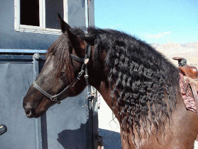 AUSTRALIAN OUTRIDER COLLECTION LEATHER HALTER/BRIDLE COMBO FULL - BROWN