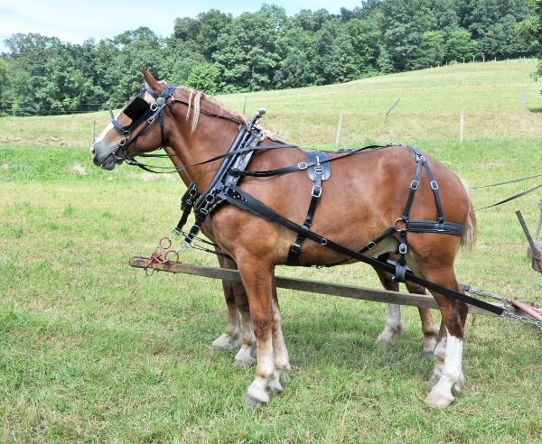 Bio 2 Strap Farm - Work - Parade