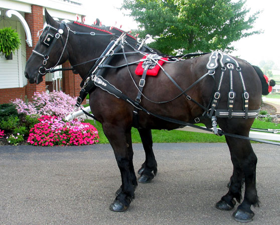 Bio 3 Strap Farm & Parade Harness