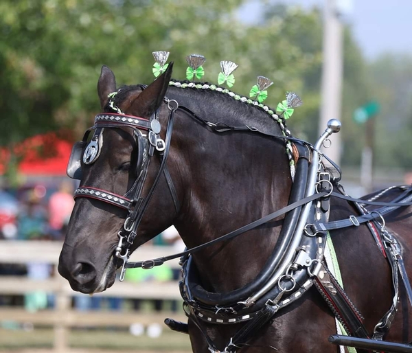 Bio 3 Strap Farm & Parade Harness