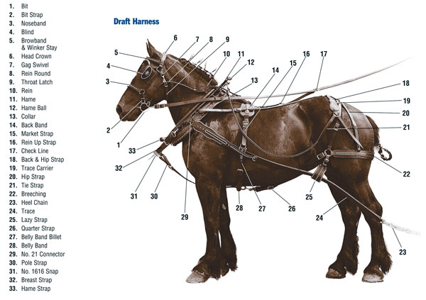 Harness Diagram Draft Work Harness