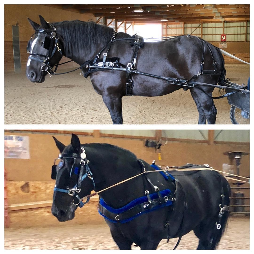 Hunt's Black Leather Pairs Driving Harness With Van Der Wiel Breast Collars, Horse Size - 6076-3 - GOOD APPLE EQUINE