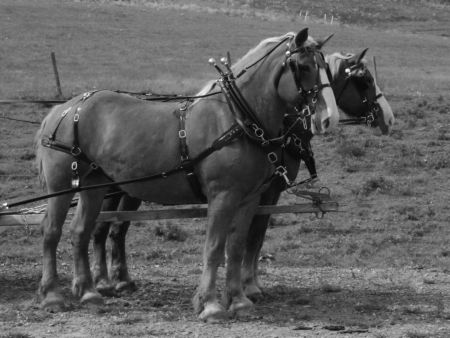 Draft Light Wagon / Show Practice Harness