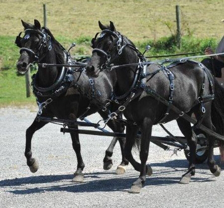 Pony & Mini Team Harness