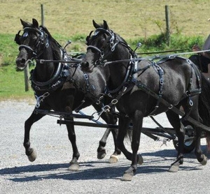 Pony & Mini Team Harness