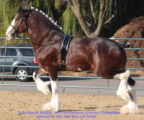 Bio Stud Belt & Bridle