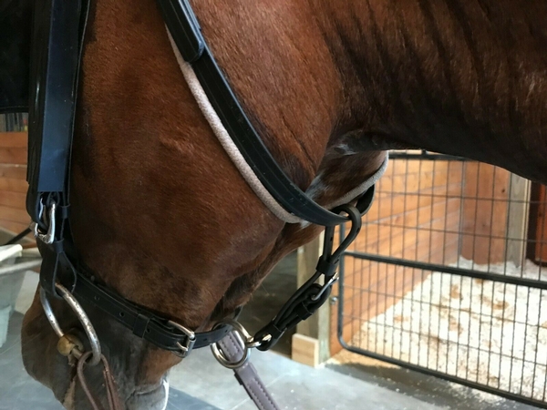 Bridle gullet.