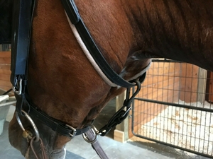 Bridle gullet.