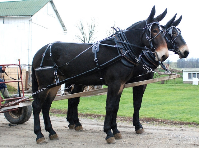 Belgian Draft Mule