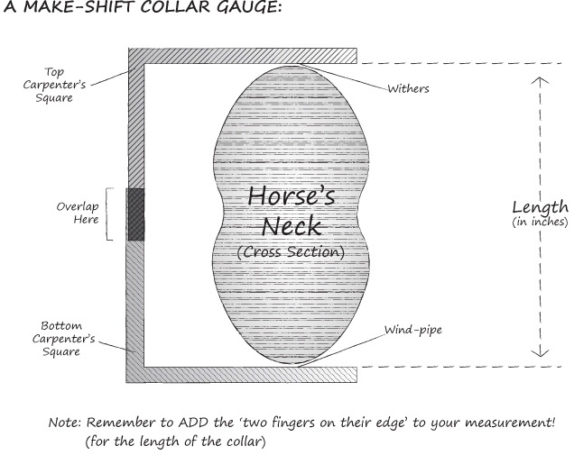Measuring for a collar.